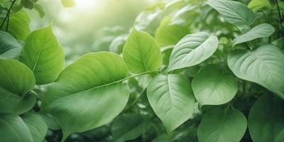 The primary subject of the image is a leaf, which is the main object, scene, or focus of the image. The leaf is green and is surrounded by a lush green environment, indicating a healthy and thriving plant. The visual style of the image is a photo, capturing the leaf in its natural setting. The colors and mood of the image are predominantly green, creating a serene and calming atmosphere.