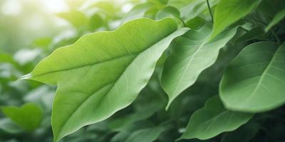The primary subject of the image is a leaf, which is the main object, scene, or focus of the image. The leaf is green and is situated in a setting with a background of green leaves. The visual style of the image is a photo, capturing the natural beauty of the leaf in its environment. The colors and mood of the image are predominantly green, creating a serene and natural atmosphere.