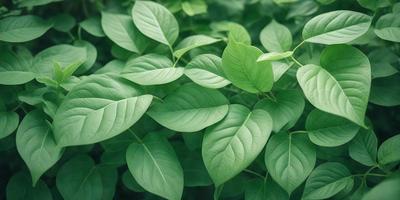 The primary subject of the image is a large group of green leaves, which are the main objects in the scene. The leaves are arranged in a dense, leafy pattern, creating a lush and vibrant visual style. The setting is a green field, which serves as the backdrop for the leaves. The overall atmosphere is one of freshness and natural beauty.
