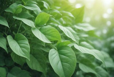 The primary subject of the image is a large green leaf, which is the main focus of the scene. The leaf is situated in a lush green environment, surrounded by other green leaves. The visual style of the image is a close-up of the leaf, showcasing its intricate details. The colors and mood of the image are predominantly green, creating a serene and natural atmosphere.