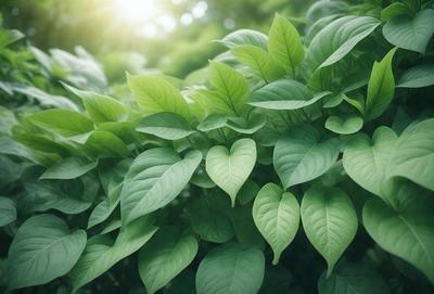The primary subject of the image is a large green plant with many leaves. The plant is surrounded by a lush green environment, which adds to the overall atmosphere of the scene. The visual style of the image is a photo, capturing the natural beauty of the plant in its natural habitat. The colors and mood of the image are predominantly green, creating a sense of tranquility and harmony with nature.