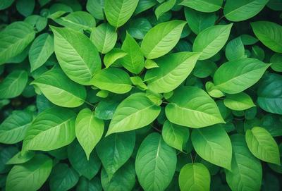 The primary subject of the image is a dense, lush green plant with large leaves. The plant is surrounded by a vibrant green background, creating a sense of freshness and vitality. The visual style of the image is a close-up of the plant, showcasing its intricate details and textures. The colors and mood of the image are predominantly green, which evokes a sense of tranquility and connection to nature.