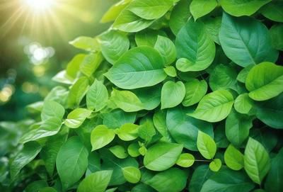 The primary subject of the image is a large, lush green plant with many leaves. The plant is growing in a sunny environment, and its leaves are vibrant and healthy. The setting is a natural outdoor space, with the plant surrounded by other plants and possibly some trees. The visual style of the image is a close-up of the plant, showcasing its details and texture. The colors and mood of the image are predominantly green, with a sense of freshness and vitality.