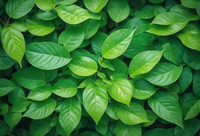 The image features a lush green forest filled with green leaves. The primary subject is a close-up of a leafy plant, showcasing its vibrant green color. The setting is a natural environment, with the forest providing a backdrop for the plant. The visual style is a realistic representation of the plant, capturing its intricate details. The colors and mood of the image are predominantly green, creating a serene and peaceful atmosphere.