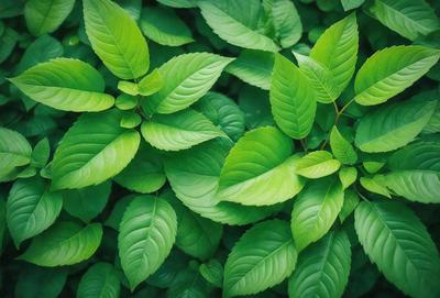 The primary subject of the image is a close-up of a leafy green plant with a lot of leaves. The plant is surrounded by a lush green environment, which adds to the overall atmosphere of the image. The visual style of the image is a close-up of the plant, showcasing its details and texture. The colors in the image are predominantly green, which creates a calm and serene mood.