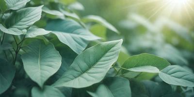 The primary subject of the image is a large green leaf, which is the main focus of the scene. The leaf is prominently displayed in the foreground, with a background of a lush green field. The visual style of the image is a close-up of the leaf, showcasing its intricate details. The colors in the image are predominantly green, creating a serene and natural atmosphere.