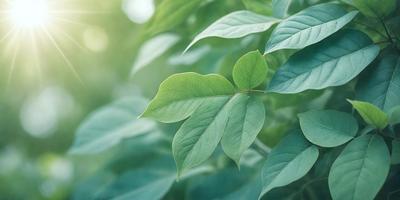 The primary subject of the image is a leaf, which is the main object, scene, or focus of the image. The leaf is green and is situated in a setting with a background of green leaves. The visual style of the image is a photo, capturing the natural beauty of the leaf. The colors and mood of the image are predominantly green, creating a serene and natural atmosphere.