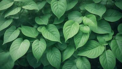 The primary subject of the image is a close-up of a leafy plant with green leaves. The setting is a forest, and the visual style is a photo. The dominant colors are green, and the overall atmosphere is lush and vibrant.