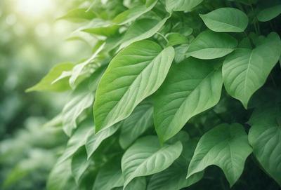 The primary subject of the image is a large green leaf, which is the main focus of the scene. The leaf is prominently displayed in the foreground, with a background of a lush green forest. The visual style of the image is a close-up of the leaf, showcasing its intricate details. The colors in the image are predominantly green, creating a serene and natural atmosphere.