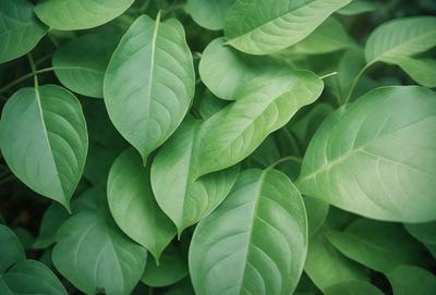 The image features a large group of green leaves, possibly from a plant or a tree. The leaves are arranged in a dense cluster, covering a significant portion of the image. The primary subject is the abundance of green leaves, which create a lush and vibrant atmosphere. The setting is outdoors, with the leaves growing in their natural environment. The visual style is a close-up of the leaves, showcasing their intricate details and textures. The colors and mood of the image are predominantly green,