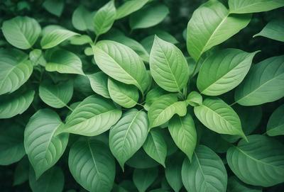 The image features a lush green plant with large leaves, possibly a fern or a leafy plant. The plant is surrounded by a forest-like environment, with trees and leaves visible in the background. The visual style of the image is a close-up of the plant, showcasing its intricate details. The colors and mood of the image are predominantly green, creating a serene and natural atmosphere.