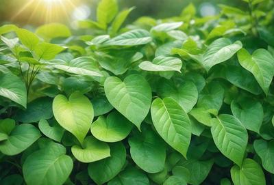 The primary subject of the image is a large green plant with many leaves. The plant is growing in a sunny environment, and its leaves are vibrant and lush. The visual style of the image is a close-up of the plant, showcasing its details and texture. The colors and mood of the image are predominantly green, with a sense of freshness and vitality.