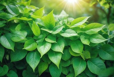 The primary subject of the image is a lush green plant with large leaves. The plant is growing in a sunny environment, which is evident from the sunlight shining through the leaves. The visual style of the image is a close-up of the plant, showcasing its vibrant green color and intricate leaf patterns. The overall atmosphere of the image is serene and natural, as it captures the beauty of the plant in its natural habitat.