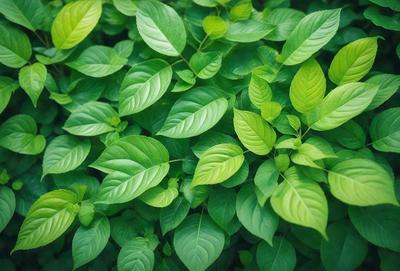 The image features a lush green plant with large leaves, possibly a tree or a bush. The plant is surrounded by a vibrant green background, creating a sense of freshness and vitality. The visual style of the image is a close-up of the plant, showcasing its intricate details and textures. The colors and mood of the image are predominantly green, which adds to the natural and serene atmosphere.