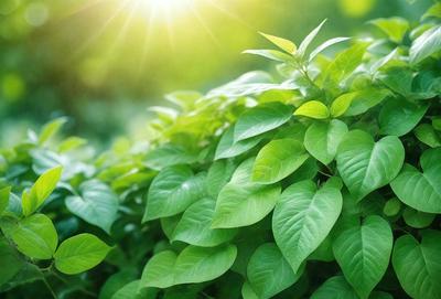 The primary subject of the image is a large green plant with many leaves. The plant is surrounded by a lush green environment, which adds to the overall atmosphere of the scene. The visual style of the image is a photo, capturing the natural beauty of the plant in its natural habitat. The colors in the image are predominantly green, which creates a serene and calming mood.