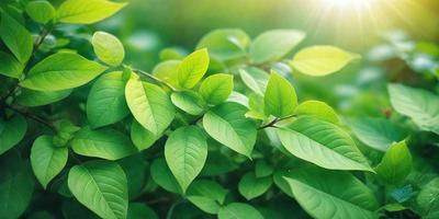 The primary subject of the image is a close-up of a leafy green plant with bright green leaves. The plant is surrounded by a lush green background, which adds to the overall atmosphere of the image. The visual style of the image is a photo, capturing the intricate details of the plant's leaves. The colors and mood of the image are vibrant and fresh, with the bright green leaves standing out against the lush green background.