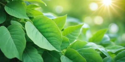 The image features a close-up of a leafy plant with green leaves. The plant is surrounded by a lush green environment, creating a serene and natural atmosphere. The visual style of the image is a photo, capturing the intricate details of the plant and its surroundings. The dominant colors in the image are green, which is prevalent in the plant and the background, creating a harmonious and calming mood.