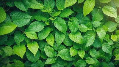 The primary subject of the image is a large, lush green plant with many leaves. The plant is growing in a forest-like environment, surrounded by a dense forest of green leaves. The visual style of the image is a close-up of the plant, showcasing its intricate details. The colors and mood of the image are predominantly green, creating a serene and natural atmosphere.