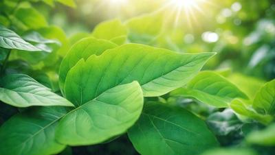 The primary subject of the image is a large green leaf, which is the main focus of the scene. The leaf is situated in a lush green environment, surrounded by other green leaves. The visual style of the image is a photo, capturing the natural beauty of the leaf and its surroundings. The dominant colors in the image are green, which creates a calm and serene atmosphere.
