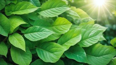 The primary subject of the image is a large green leafy plant with many leaves. The plant is situated in a sunny environment, with sunlight shining on it. The visual style of the image is a photo, capturing the natural beauty of the plant. The dominant colors in the image are green, which is the color of the leaves, and yellow, which is the color of the sunlight. The overall atmosphere of the image is lively and vibrant, showcasing the plant's healthy growth and the warm