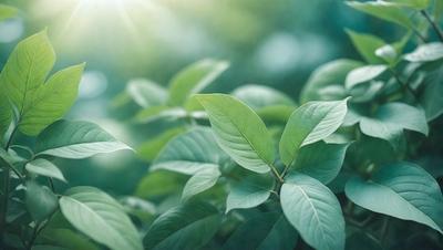 The primary subject of the image is a leafy green plant with a large leaf. The plant is growing in a lush green environment, surrounded by other plants. The visual style of the image is a close-up of the plant, showcasing its details and texture. The colors and mood of the image are vibrant and natural, with a focus on the green hues of the plants and the sunlight shining through the leaves.
