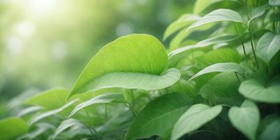 The primary subject of the image is a leaf, which is the main object, scene, or focus of the image. The leaf is green and is situated in a setting with a background of green plants and leaves. The visual style of the image is a photo, capturing the natural beauty of the leaf and its surroundings. The colors and mood of the image are predominantly green, creating a serene and natural atmosphere.