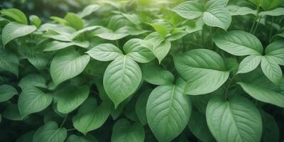 The primary subject of the image is a large green leaf, which is the main focus of the scene. The leaf is surrounded by a lush green environment, which includes a forest of green plants. The visual style of the image is a close-up of the leaf, showcasing its intricate details. The colors and mood of the image are predominantly green, creating a serene and natural atmosphere.