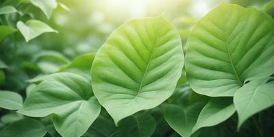 The image features two large green leaves, possibly from a banana tree, with a bright sunlight shining through them. The leaves are positioned close to each other, creating a sense of unity and harmony. The sunlight illuminates the leaves, highlighting their vibrant green color and adding a sense of warmth and energy to the scene. The overall atmosphere of the image is serene and peaceful, with the leaves serving as a natural focal point.