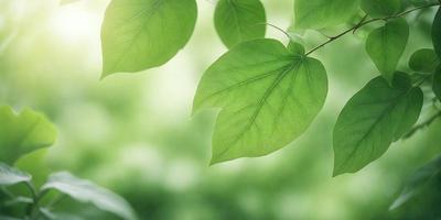 The primary subject of the image is a leaf, which is the main object, scene, or focus of the image. The leaf is green and is situated in a setting with a green background. The visual style of the image is a photo, capturing the leaf in its natural environment. The colors and mood of the image are predominantly green, creating a serene and natural atmosphere.