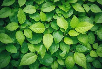 The primary subject of the image is a large green plant with many leaves. The plant is growing in a lush green environment, surrounded by a dense forest of green leaves. The visual style of the image is a close-up of the plant, showcasing its intricate details. The colors and mood of the image are predominantly green, creating a serene and natural atmosphere.