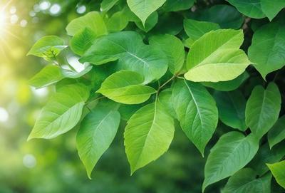 The primary subject of the image is a leafy green tree with many leaves. The tree is surrounded by a lush green environment, and the visual style appears to be a photo of the tree. The colors and mood of the image are predominantly green, creating a serene and natural atmosphere.