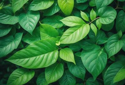 The image features a lush green forest with a variety of green leaves and plants. The primary subject is a close-up of a leaf, showcasing its vibrant green color and intricate texture. The setting is a natural environment, with the forest providing a backdrop for the leaf. The visual style is a realistic representation of the leaf, capturing its details and beauty. The colors and mood of the image are predominantly green, creating a serene and peaceful atmosphere.