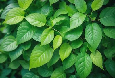 The primary subject of the image is a large green leafy plant with many leaves. The plant is growing in a lush green environment, surrounded by other green leaves. The visual style of the image is a close-up of the plant, showcasing its intricate details. The dominant colors in the image are green, which creates a serene and natural atmosphere.