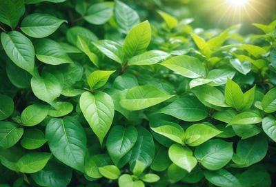 The image features a lush green forest filled with green leaves and plants. The primary subject is a close-up of a leafy plant, showcasing its vibrant green color. The setting is a natural environment, with the plants and leaves covering the entire frame. The visual style is a realistic representation of the forest, capturing the beauty of the greenery. The colors and mood of the image are predominantly green, creating a serene and peaceful atmosphere.