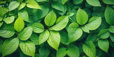 The primary subject of the image is a close-up of green leaves on a tree. The leaves are large and vibrant, creating a lush and natural atmosphere. The setting is outdoors, with the leaves being the main focus of the scene. The visual style is a close-up of the leaves, which gives a sense of depth and detail. The colors are predominantly green, which is the dominant color in the image.