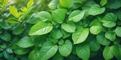 The primary subject of the image is a close-up of a leafy green plant with large leaves. The plant is surrounded by a lush green environment, which adds to the overall atmosphere of the image. The visual style of the image is a photo, capturing the intricate details of the plant's leaves. The colors in the image are predominantly green, which creates a calm and serene mood.