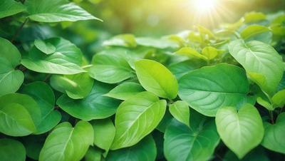 The image features a lush green plant with large leaves, possibly a tree or a bush. The plant is situated in a sunny environment, with sunlight shining on it. The visual style of the image is a photo, capturing the natural beauty of the plant. The dominant colors in the image are green, which is the color of the plant, and yellow, which is the color of the sunlight. The overall atmosphere of the image is serene and peaceful, as it showcases the beauty of nature.