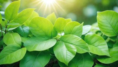 The primary subject of the image is a close-up of a leafy green plant with bright green leaves. The plant is situated on a surface that appears to be a combination of a photo and a drawing. The setting is a natural environment, with the plant surrounded by other leaves. The visual style is a mix of photo and drawing, creating a unique and artistic representation of the plant. The colors and mood of the image are predominantly green, giving it a fresh and lively atmosphere.