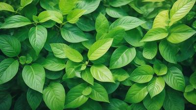 The image features a lush green plant with large leaves, possibly a tree or a bush. The plant is the primary subject, and it is set against a backdrop of a green field. The visual style of the image is a close-up of the plant, showcasing its details and texture. The colors in the image are predominantly green, creating a serene and natural atmosphere.
