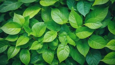 The image features a lush green plant with large leaves, creating a dense and vibrant forest-like setting. The plant's leaves are the primary subject, and they are the main focus of the image. The visual style is a close-up of the plant, showcasing its intricate details. The colors and mood of the image are predominantly green, which adds to the natural and serene atmosphere.