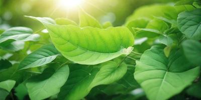 The primary subject of the image is a leaf, which is the main object, scene, or focus of the image. The leaf is green and is placed in a setting with a background of green leaves. The visual style of the image is a photo, capturing the natural beauty of the leaf. The colors and mood of the image are predominantly green, creating a serene and natural atmosphere.