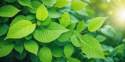 The image features a lush green plant with large leaves, creating a vibrant and natural atmosphere. The plant is situated in a forest-like setting, surrounded by a variety of green leaves. The visual style of the image is a close-up of the plant, showcasing its intricate details and textures. The dominant colors in the image are green, which is prevalent in the plant's leaves and the surrounding environment, creating a serene and calming mood.