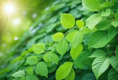 The primary subject of the image is a close-up of a leafy plant with green leaves. The setting is a sunny day, and the visual style is a photo. The colors in the image are predominantly green, creating a natural and serene atmosphere.