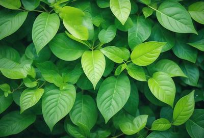 The primary subject of the image is a large green plant with many leaves. The plant is surrounded by a lush green environment, which adds to the overall atmosphere of the scene. The visual style of the image is a close-up of the plant, showcasing its intricate details. The dominant colors in the image are green, which is prevalent in the plant's leaves and the surrounding environment.