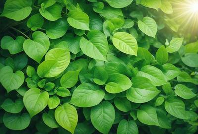 The primary subject of the image is a large, lush green plant with many leaves. The plant is surrounded by a vibrant green background, which adds to the overall atmosphere of the scene. The visual style of the image is a close-up of the plant, showcasing its intricate details. The colors and mood of the image are predominantly green, creating a sense of freshness and vitality.
