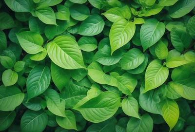 The image features a lush green plant with large leaves, creating a dense and vibrant forest-like setting. The plant's leaves are the primary subject, and they are the main focus of the image. The visual style is a close-up of the plant, showcasing its intricate details. The colors and mood of the image are predominantly green, which adds to the natural and serene atmosphere.