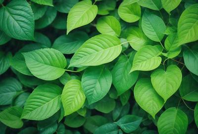 The primary subject of the image is a large green leafy plant with many leaves. The plant is surrounded by a lush green environment, which adds to the overall atmosphere of the image. The visual style of the image is a close-up of the plant, showcasing its intricate details. The colors in the image are predominantly green, which creates a serene and natural mood.