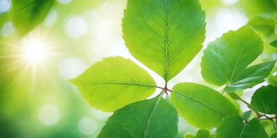 The primary subject of the image is a green leaf, which is the main object, scene, or focus of the image. The setting/background consists of a bright, sunny day, with the leaf being the main subject. The visual style is a photo, capturing the natural beauty of the leaf. The colors and mood of the image are predominantly green, with a bright and lively atmosphere.