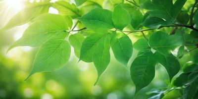 The primary subject of the image is a leafy green tree with large green leaves. The tree is surrounded by a lush green forest, creating a serene and natural atmosphere. The visual style of the image is a photo, capturing the beauty of the tree and its surroundings. The colors and mood of the image are predominantly green, reflecting the natural environment and the freshness of the tree.