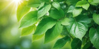 The primary subject of the image is a close-up of a leafy green tree. The setting is a lush green forest, and the visual style is a photo. The dominant colors are green and yellow, creating a vibrant and natural atmosphere.